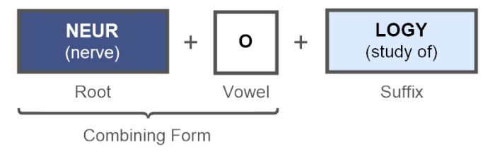 Medical terminology introduction prefixes combining term root suffix vowel