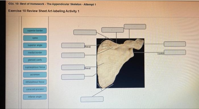 Exercise 9 the appendicular skeleton