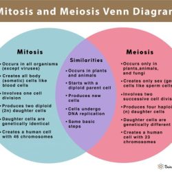 Venn diagram of meiosis and mitosis