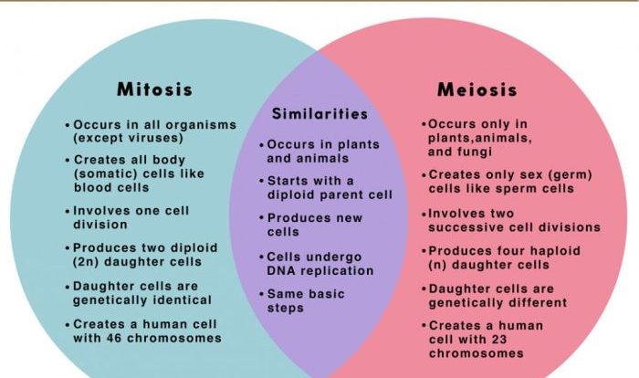 Venn diagram of meiosis and mitosis