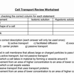 Active & passive transport worksheet