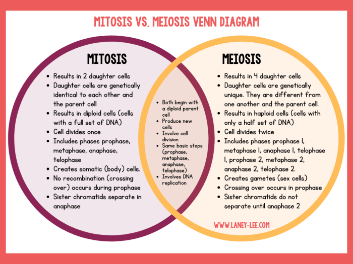 Venn diagram of meiosis and mitosis