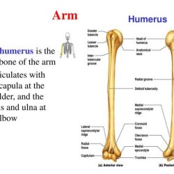 Exercise 9 the appendicular skeleton