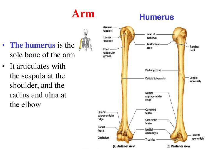 Exercise 9 the appendicular skeleton