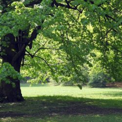 Shade zone trees throwing blast advocacy crc carlos chair groups process state antonio san community types growing city gardens ppart