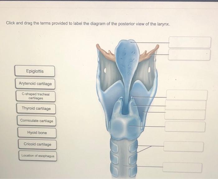 Correctly label the following structures related to the parathyroid gland