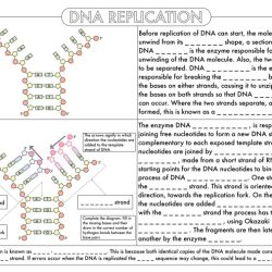 Dna replication practice worksheet answer key