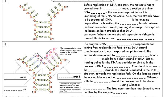 Dna replication practice worksheet answer key