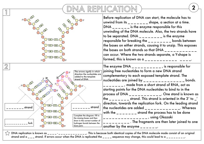 Dna replication practice worksheet answer key