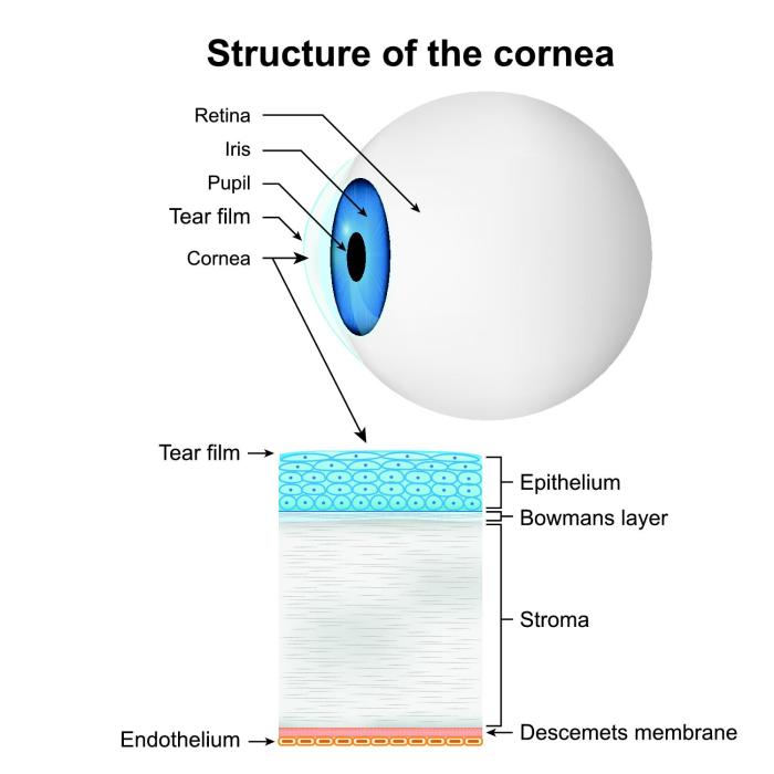 Cornea look npr