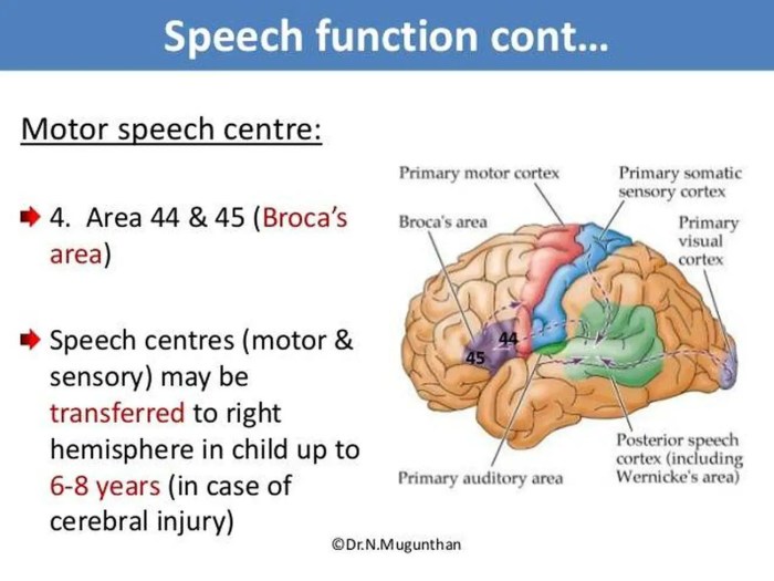 Brain area linked to speech crossword