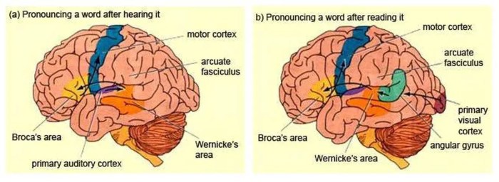 Speech motor area broca 1070 brocas