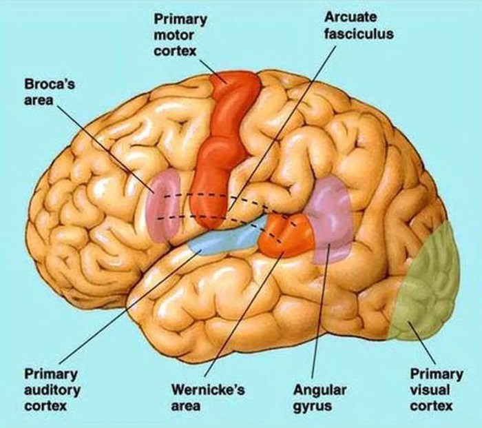 Brain area linked to speech crossword