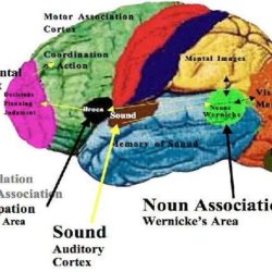 Area speech brain motor broca brocas wernicke cortex areas auditory different 1739 aphasia anomalies localisation research quizlet cerebral intelligence