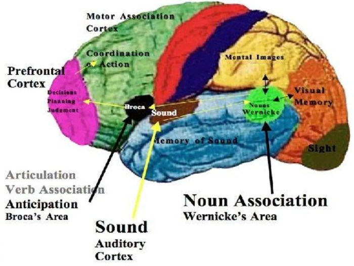 Area speech brain motor broca brocas wernicke cortex areas auditory different 1739 aphasia anomalies localisation research quizlet cerebral intelligence